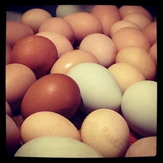 eggs
