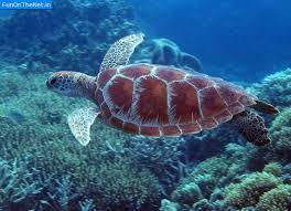 Great Barrier Reef 2
