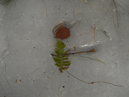 leaf and fern