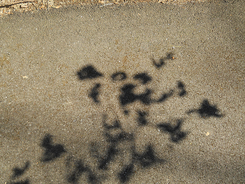 shadow writing
