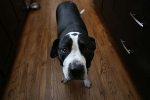 I can has bacon?