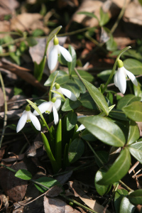 snowdrop