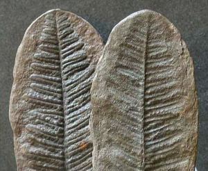fossil4