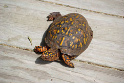 Image Source: http://www.dewildliferescue.com/injured.html
