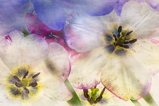 High-Key Tulips © Harold Davis