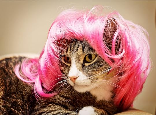 Cat Wearing Pink Wig