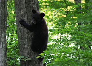 320px-Black_bear_cub