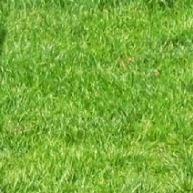 Grass