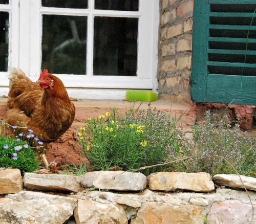 Hen