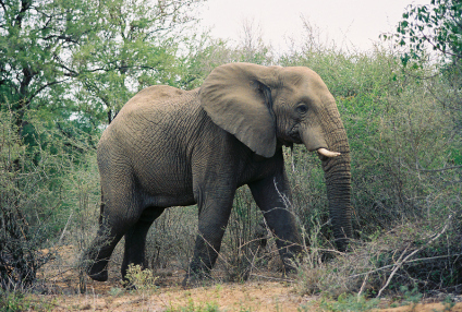 Elephant 208A
