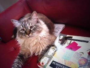 One newspaper, one OULIPO COMENDIUM, and one unhelpful cat.