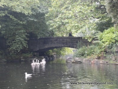swans on lake in St Stephen’s Green park in Dublin, Ireland