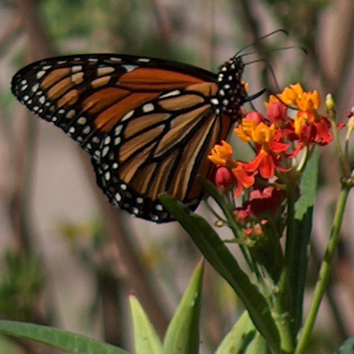 HPIM7542 - Version 4