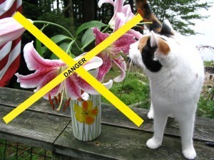 Easter_lilies_and_cats