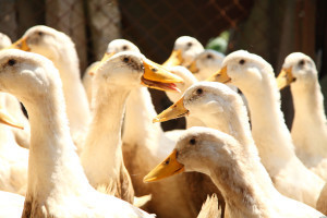 shutterstock_33990859