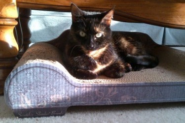 cat_doing_nothing