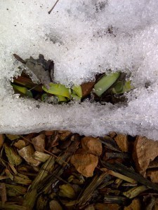Determined Daffodils