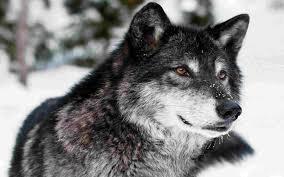 photo Wolf1_zpsdfa3e9d0.jpg