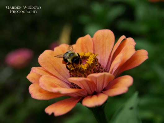 Scent of Apricot by Garden Windows Photography