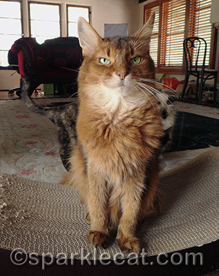 See any kitties sneaking in the background?