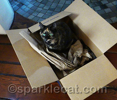 The party's never over for a tortie!