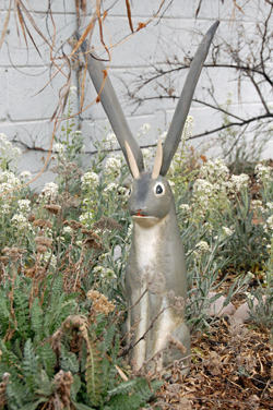 Jackalope