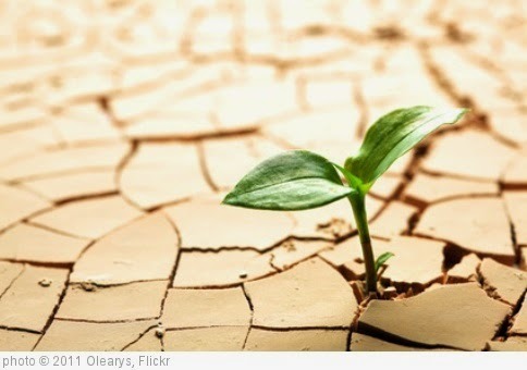 'Plant in dried cracked mud' photo (c) 2011, Olearys - license: https://creativecommons.org/licenses/by/2.0/