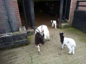 Temple Newsam