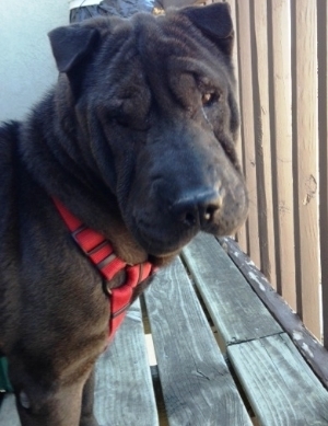  photo 924287ce-eecf-44d9-ac8b-a5ca3386a660_zps387fa4ae.jpg