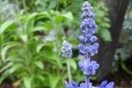 Proverbs 11:30 Scottish Blue Flower
