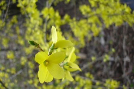 Proverbs 11:30 Forsythia