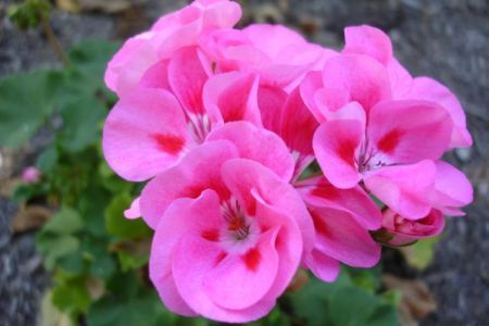 Proverbs 11:30 Bright Pink Blossom
