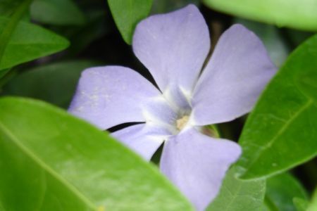 Proverbs 11:30 Hidden Flower