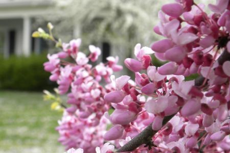 Proverbs 11:30 Weeping Cherry Tree