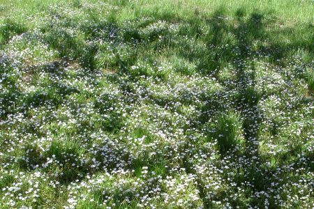 Proverbs 11:30 Shadow of Tree in Garden