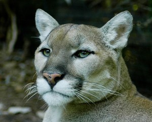 Eastern_cougar