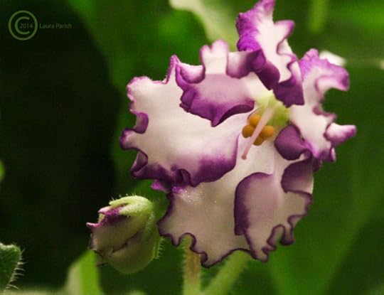 My African Violet's First Blossom since I got it last year and repotted it. It has grown tremendously, just not flowered until now. :-)