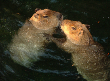 credit Dan Murrell jr