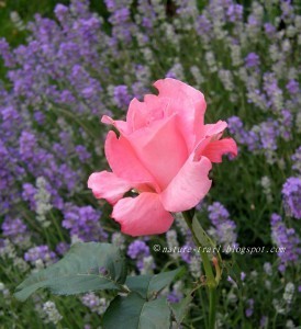 roses n lavender 2
