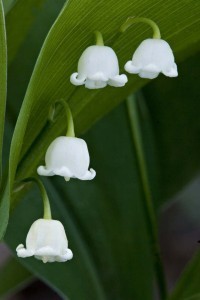 tenas-lily-of-the-valley