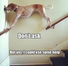 dog-funny-ask-for-help