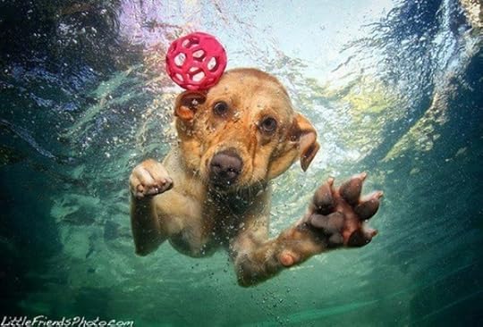 WaterDog
