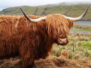Moo, you cutie, you.