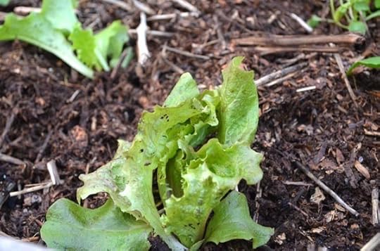 baby-lettuce