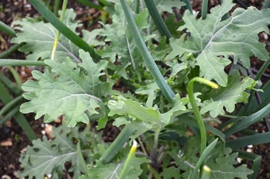 spring-kale