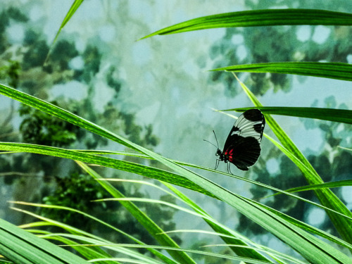 Butterfly on a Leaf