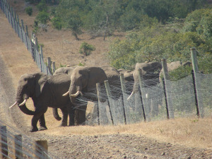 Elephant breakout