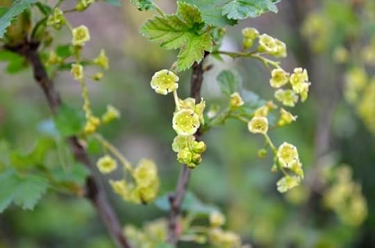 currant-flowers
