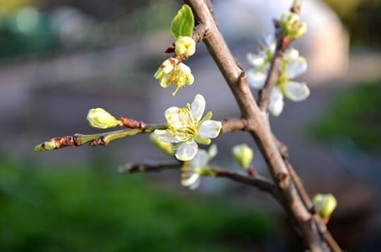 plum-blossom
