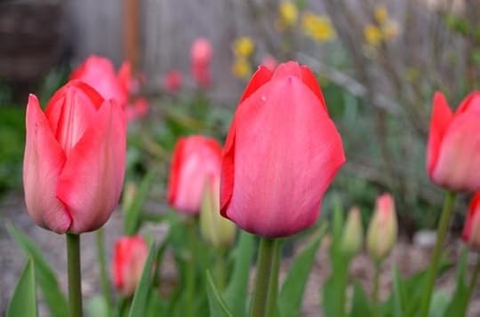 tulips